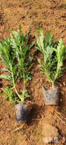 高度30厘米木春菊