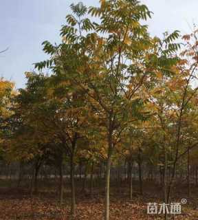 10公分无患子 