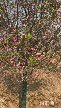 12公分垂丝海棠