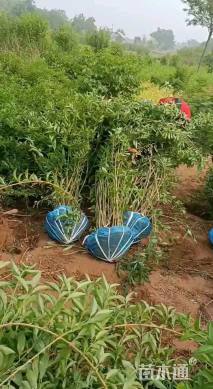 高度120厘米连翘小苗