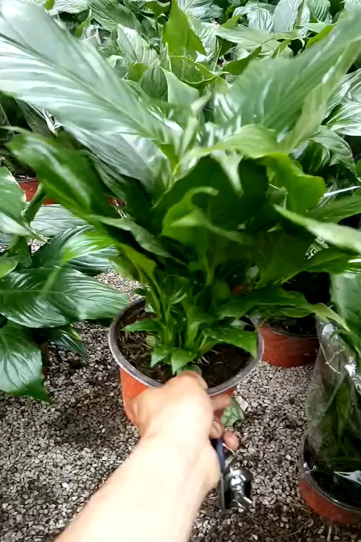 高度25厘米白鹤芋