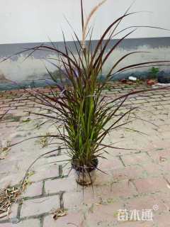 高度60厘米紫叶狼尾草