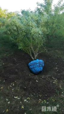 高度400厘米丛生金枝槐