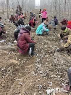 高度2厘米紫穗槐