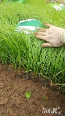 高度30厘米紫穗狼尾草