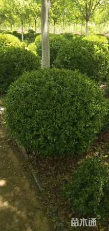 冠幅150厘米瓜子黄杨球