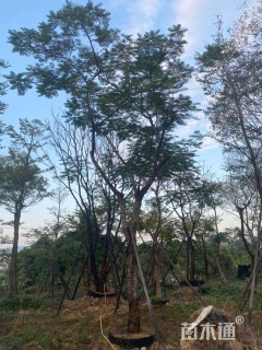 20公分凤凰木