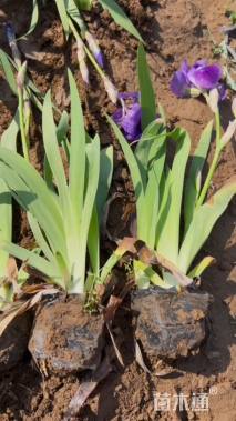 高度10厘米福禄考