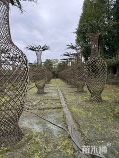 30公分紫薇花瓶