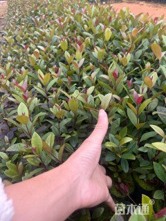 高度20厘米桃金娘