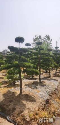 高度250厘米龙柏