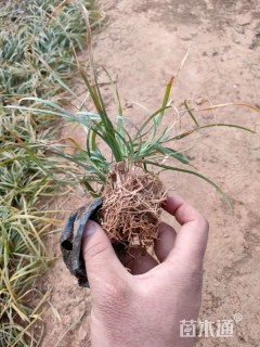 高度15厘米麦冬