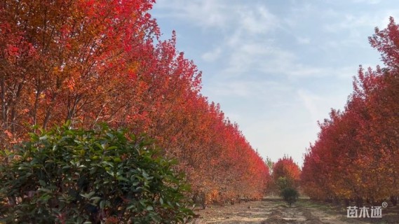 高度700厘米丛生美国红枫