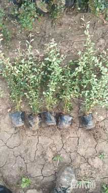 高度40厘米小丑火棘小苗