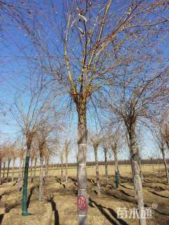 13公分金丝垂柳