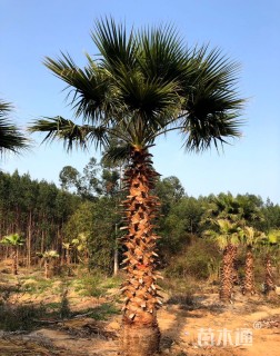 裸干高400厘米华棕