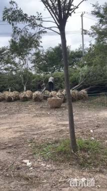 16公分榉树