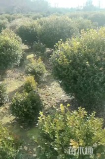 冠幅150厘米小叶黄杨球