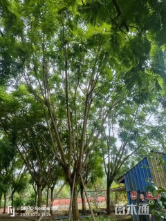 40公分蓝花楹