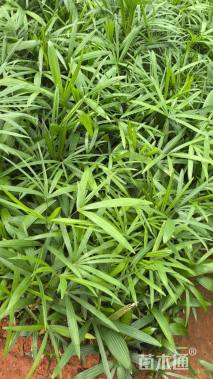 裸干高30厘米棕竹