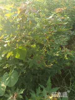 高度50厘米五角枫小苗