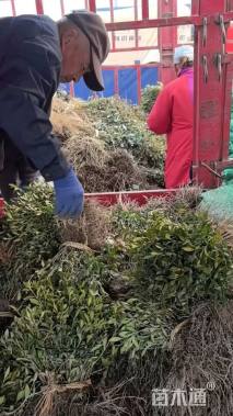 高度25厘米小叶栀子