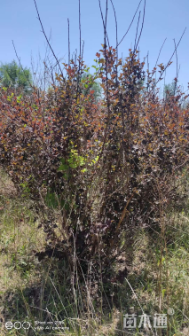 高度60厘米紫叶风箱果
