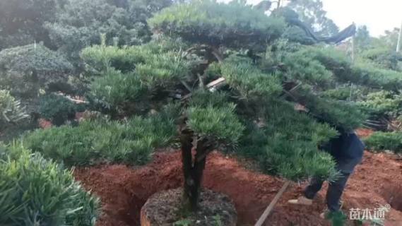 10公分罗汉松