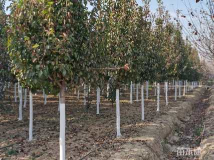 12公分彩叶豆梨