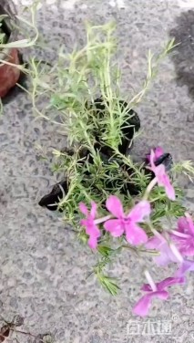 高度15厘米芝樱