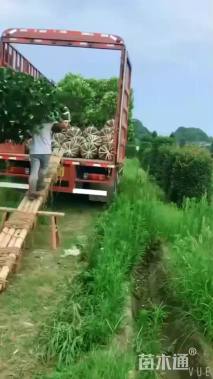 高度200厘米红叶石楠柱