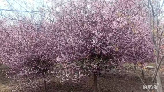 10公分垂丝海棠