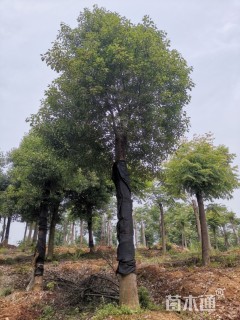 30公分香樟
