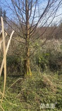 20公分水杉