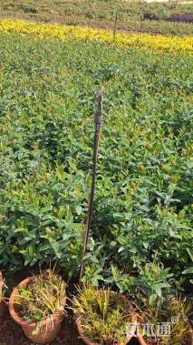 高度30厘米金丝桃