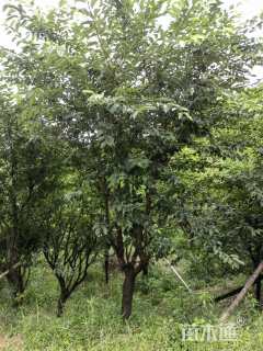 15公分染井吉野樱