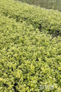 高度20厘米金森女贞