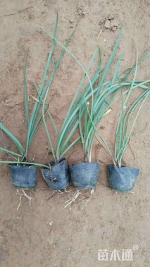 高度20厘米韭兰