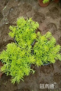 高度10厘米佛甲草