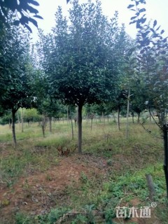 10公分红叶石楠