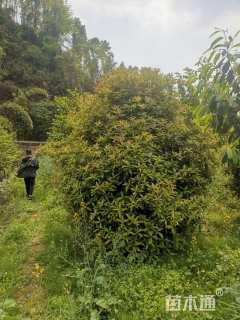 冠幅200厘米桂花球