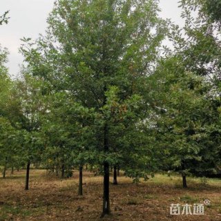 16公分娜塔莉