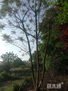 高度800厘米兰花