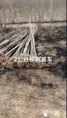 2公分柳树