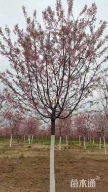 高度400厘米阳光樱