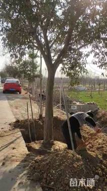 18公分大叶女贞