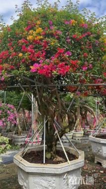 高度300厘米泰国五雀