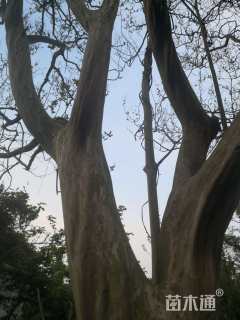 高度600厘米大红紫薇