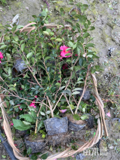 高度35厘米茶梅