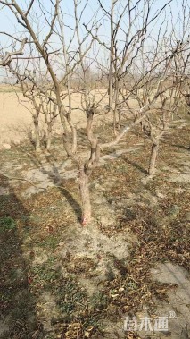 8公分枣树